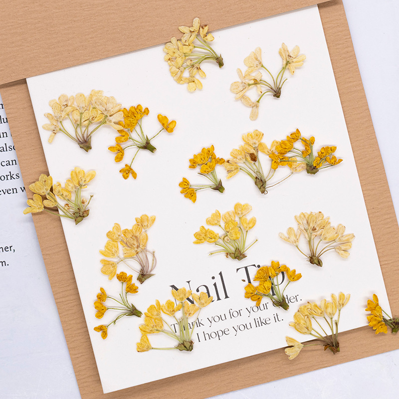 24pcs,Natural Real Pressed Flo - Dried Flower Bookmark ulasan dan harga