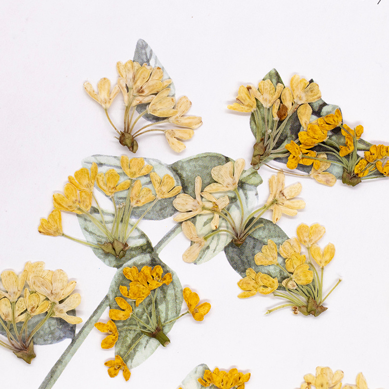 24pcs,Natural Real Pressed Flo - Dried Flower Bookmark ulasan dan harga