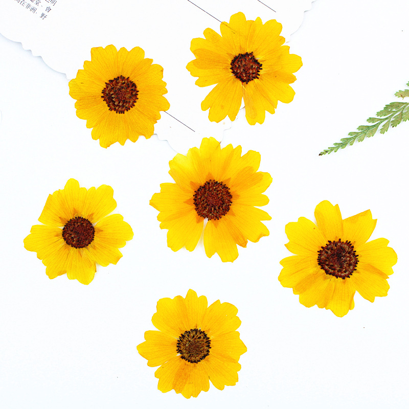 24pcs,Natural Chrysanthemum Re - Dried Flower Bookmark ulasan dan harga
