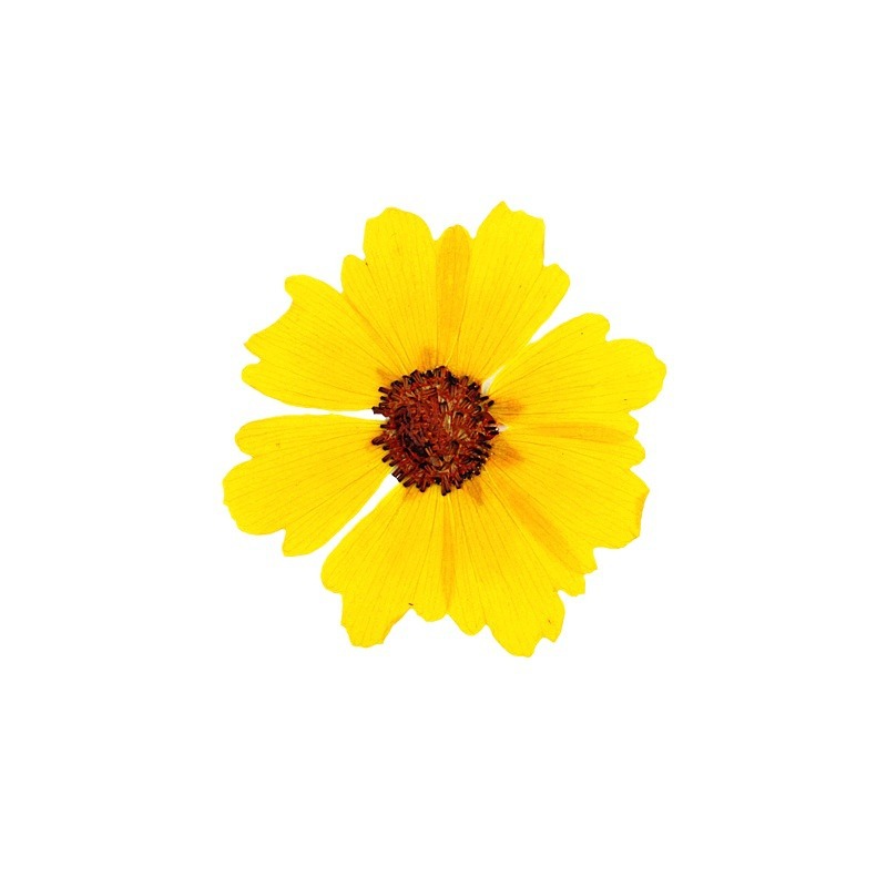 24pcs,Natural Chrysanthemum Re - Dried Flower Bookmark ulasan dan harga